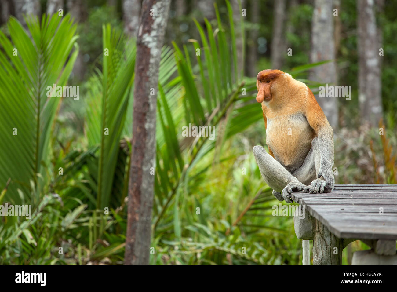 Proboscis Monkey (Nasalis larvatus) endemic of Borneo. Male portrait ...