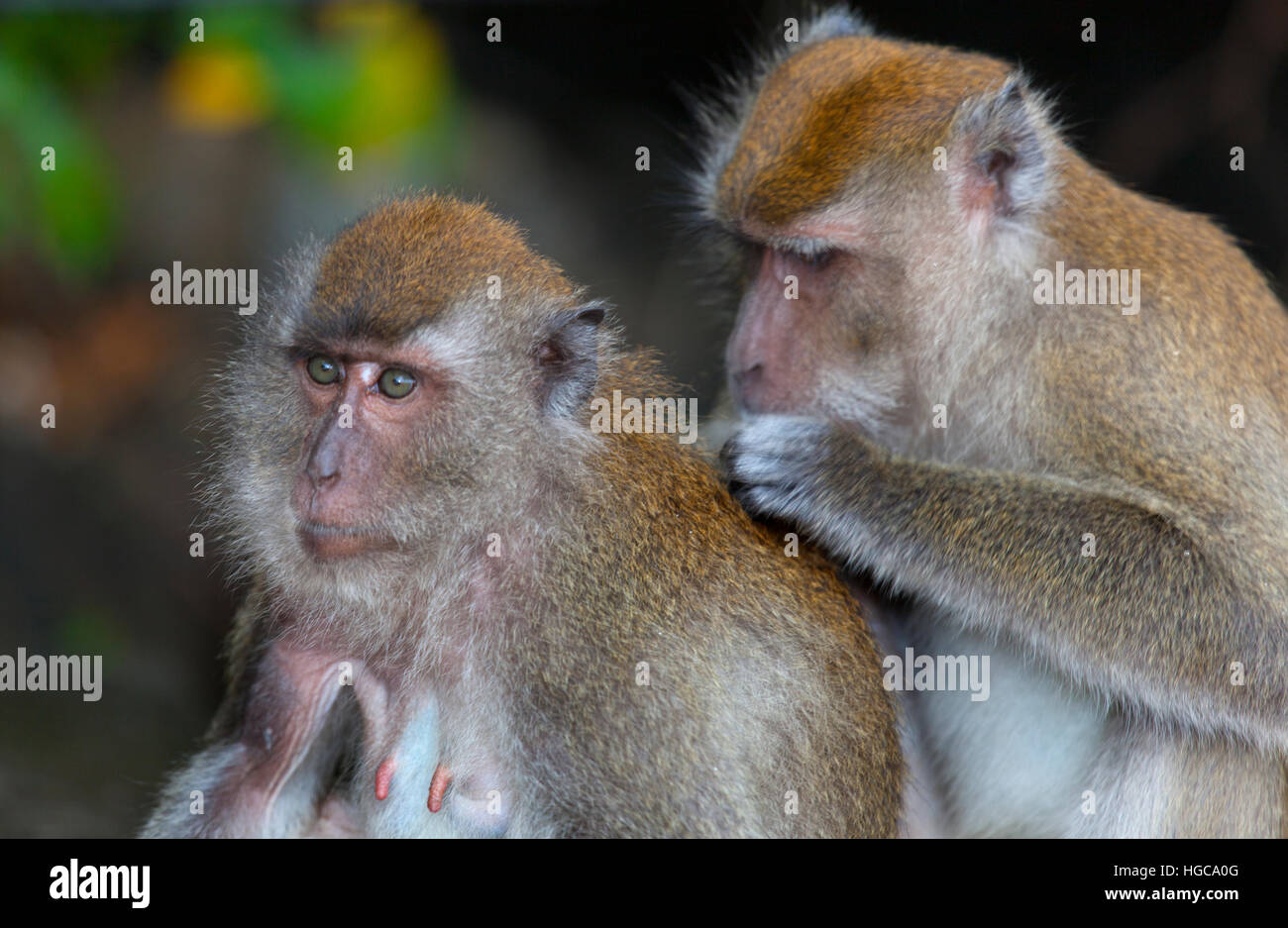 Grooming Crab-eating Macaque Macaca fasdicularis on beach Southern Thailand Stock Photo