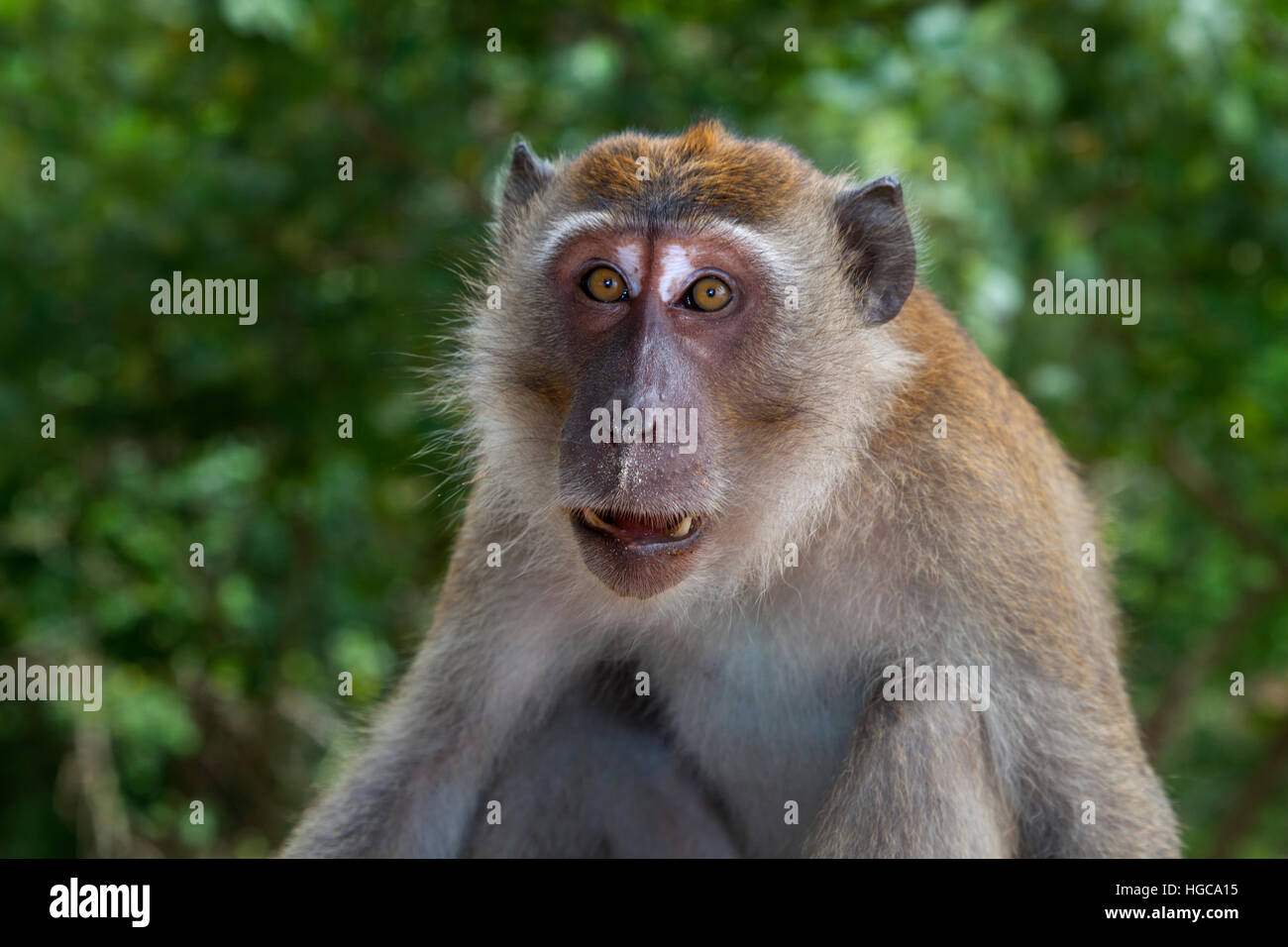 Portrait of a Crab-eating macaque Macaca fascicularis Thailand Stock ...