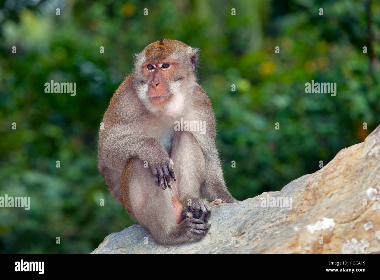 Portrait of a Crab-eating macaque Macaca fascicularis Thailand Stock ...