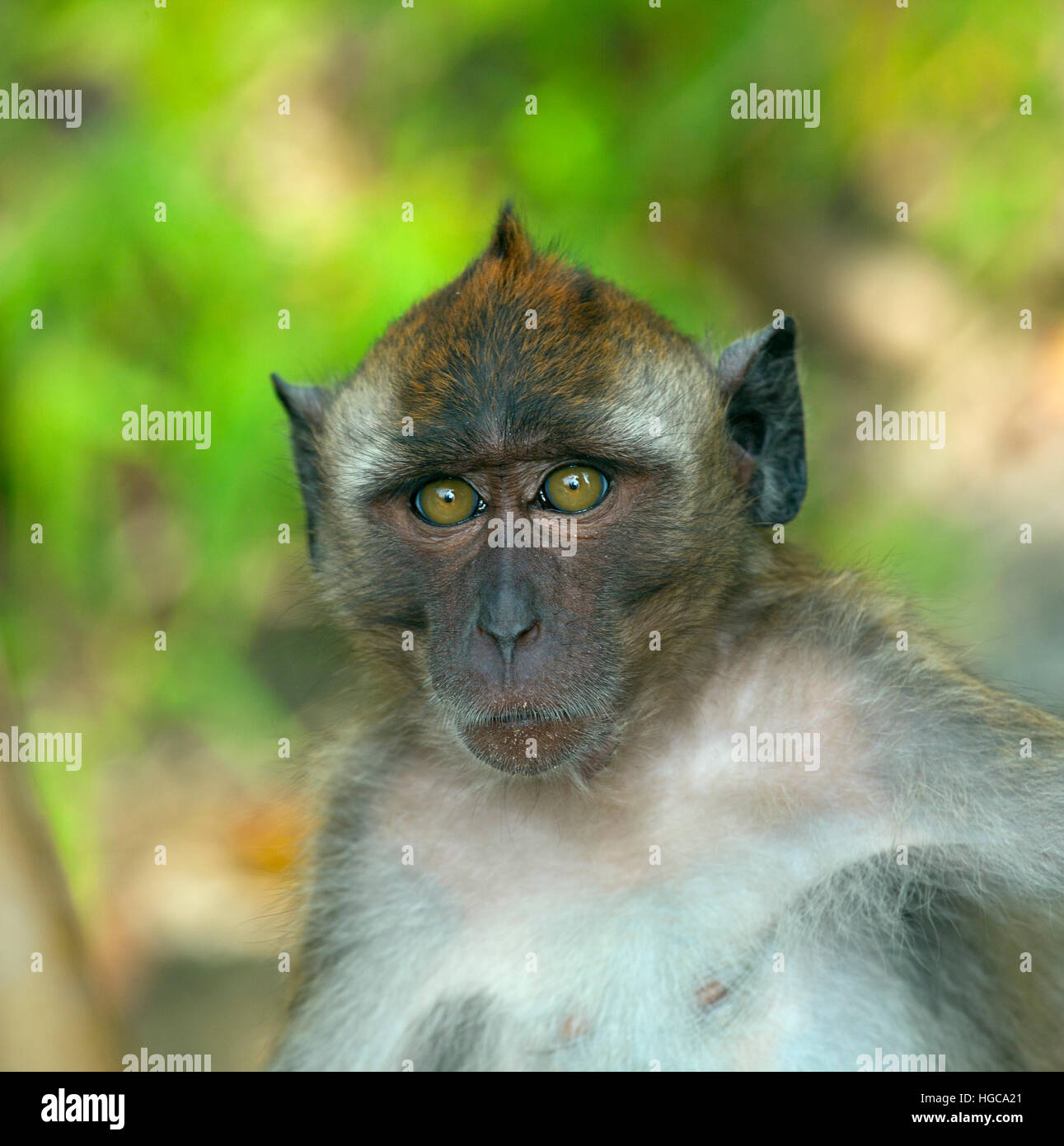 Portrait of a Crabeating macaque Macaca fascicularis Thailand Stock
