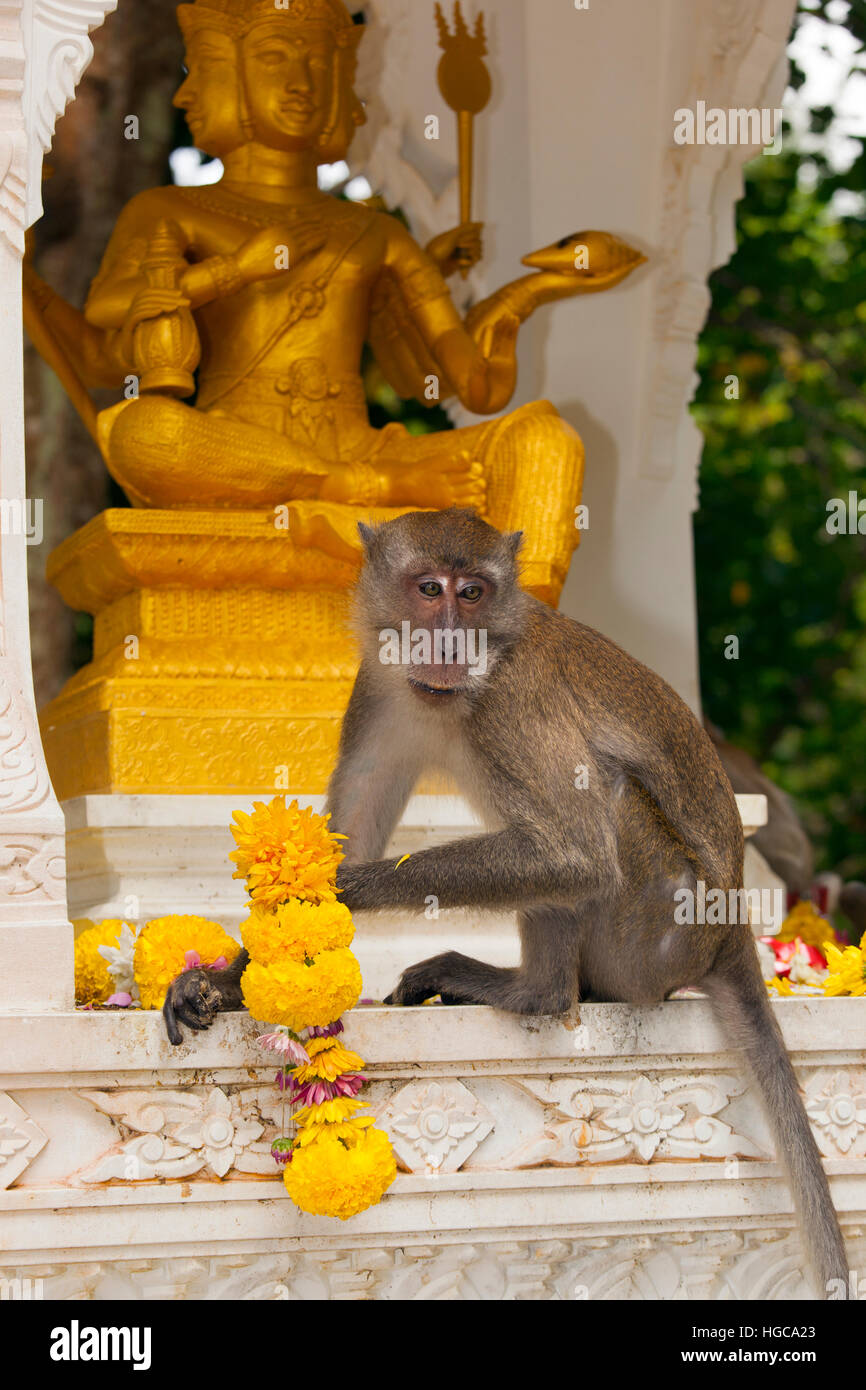 Crab-eating Macaque Macaca fasdicularis on Temple in  Southern Thailand Stock Photo