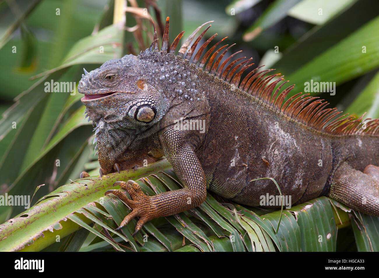 Green Iguana Iguana iguana Bay Island Honduras Caribbean Ocean Stock Photo