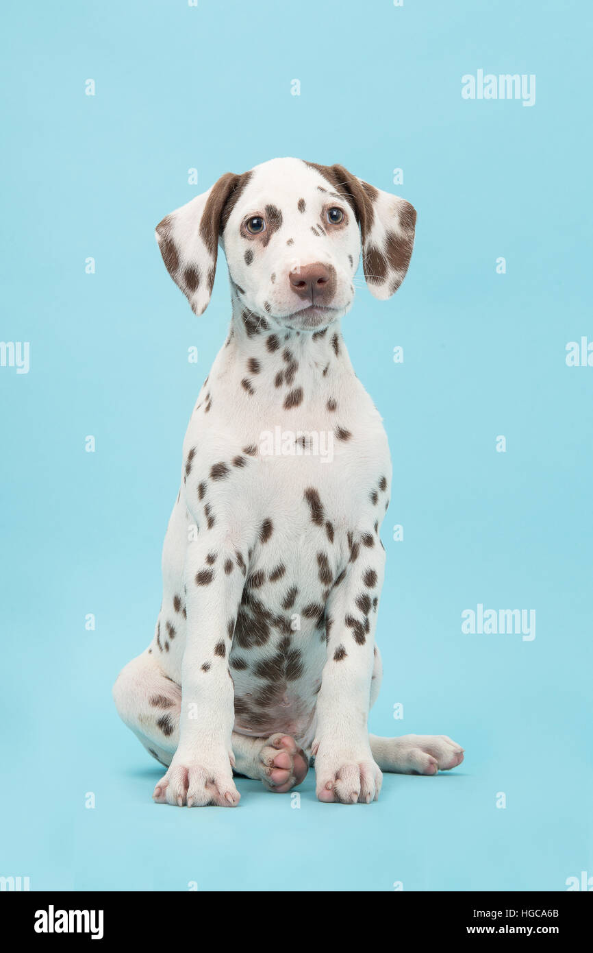 Cute sitting brown and white dalmatian puppy dog on a blue background facing the camera Stock Photo