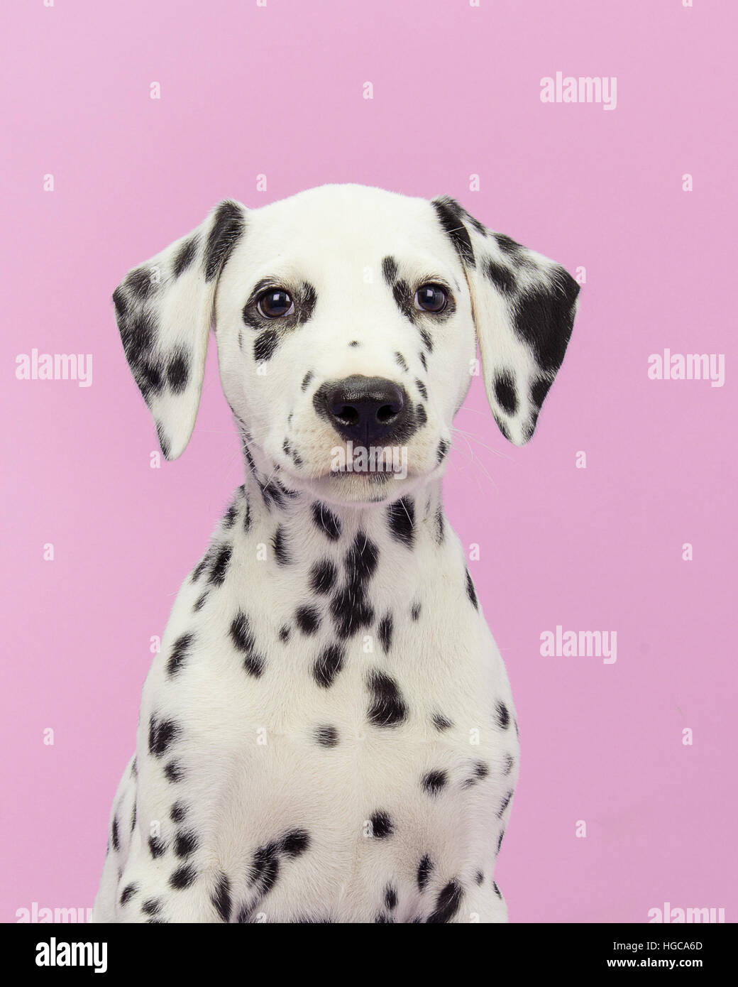 Cute dalmatian puppy portrait facing the camera on a pink background Stock Photo