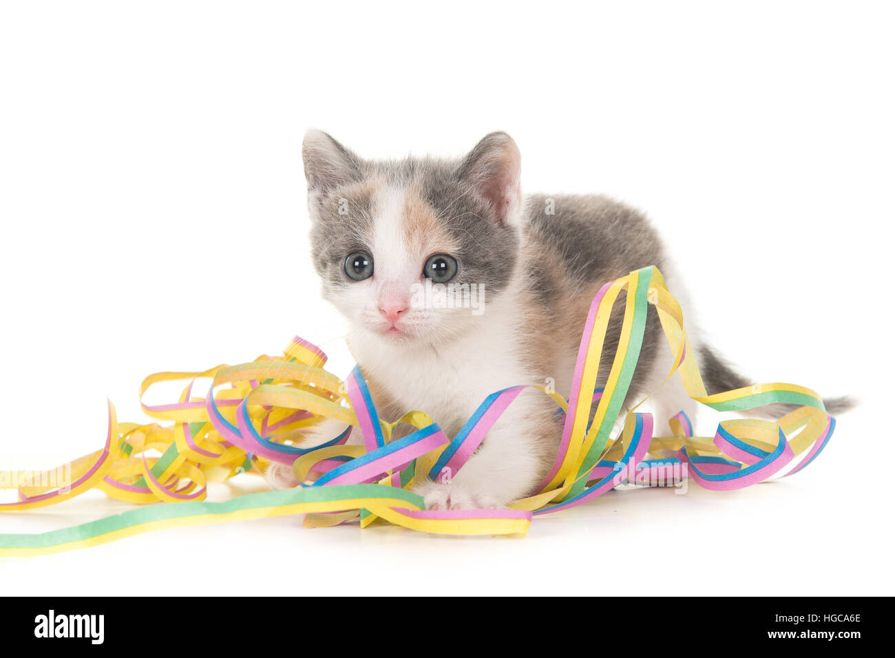 Cute grey and white baby cat kitten playing with celebration party garlands on a white background Stock Photo