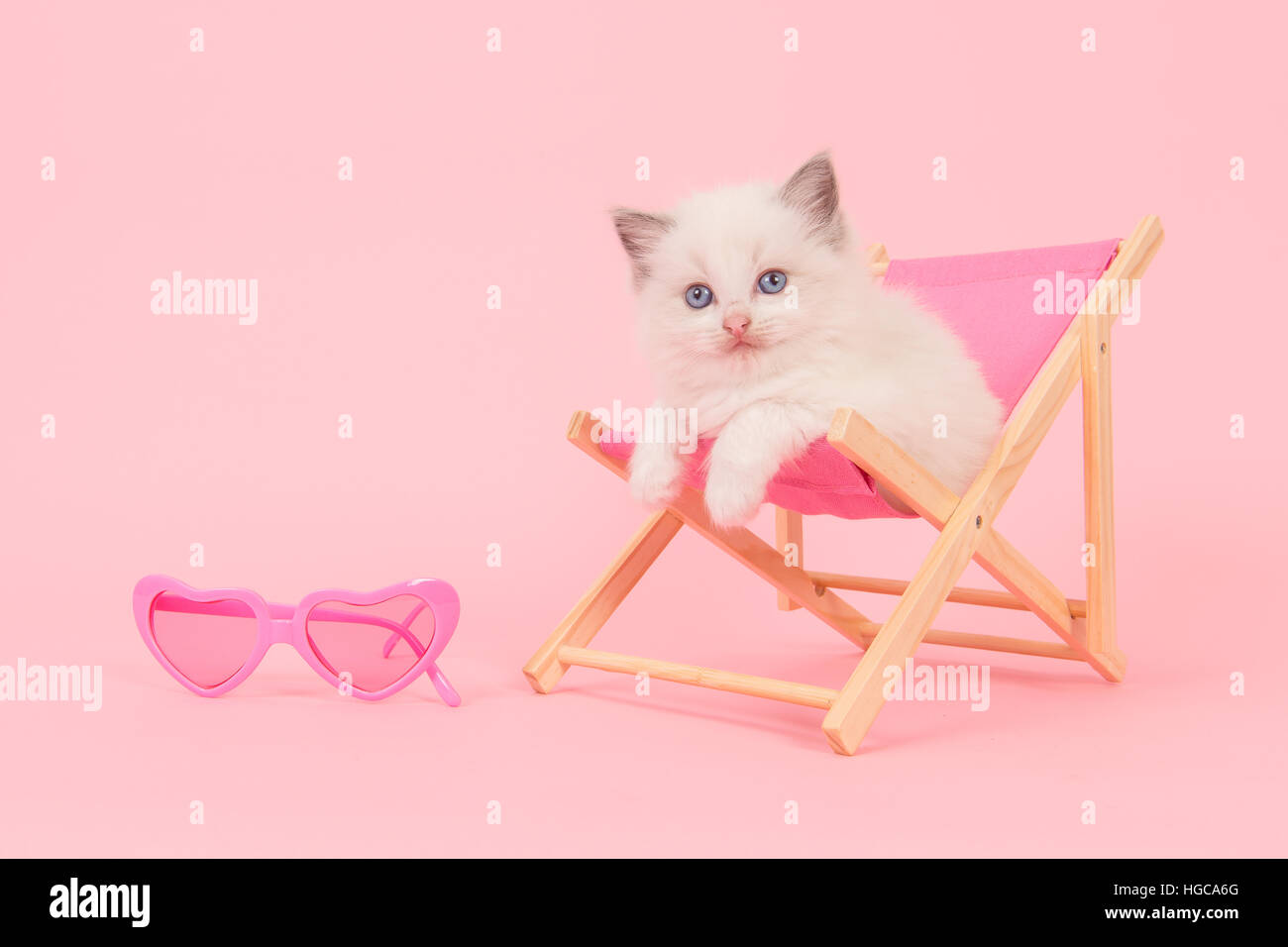 Cute ragdoll baby cat in a pink beach chair with pink sunglasses on a pink background Stock Photo