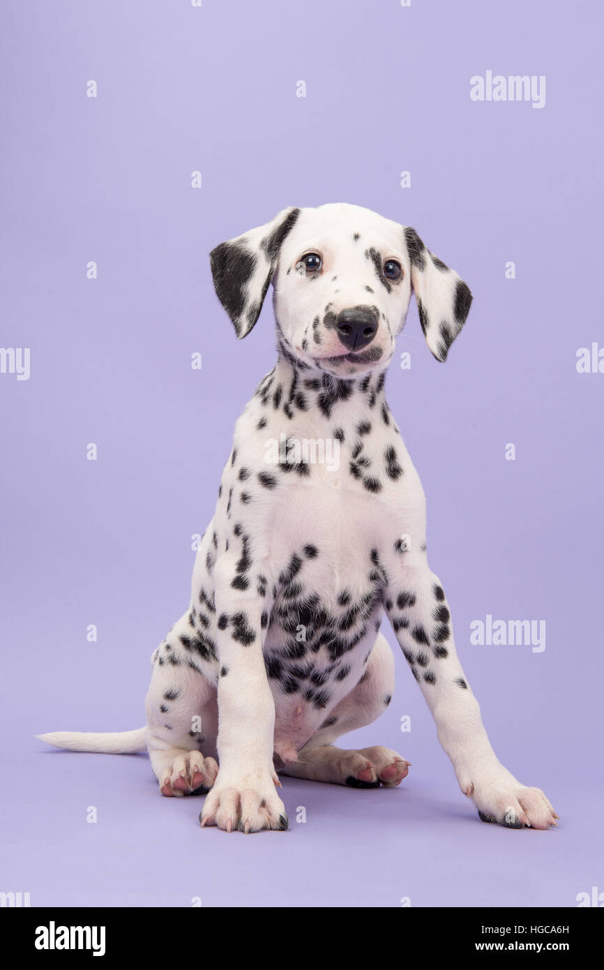 Cute black and white dalmatian puppy sitting looking funny in the camera on a lavender purple background Stock Photo