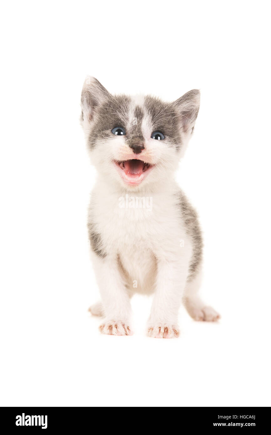 Cute grey and white baby cat kitten facing the camera standing and smiling mouth open isolated on a white background Stock Photo