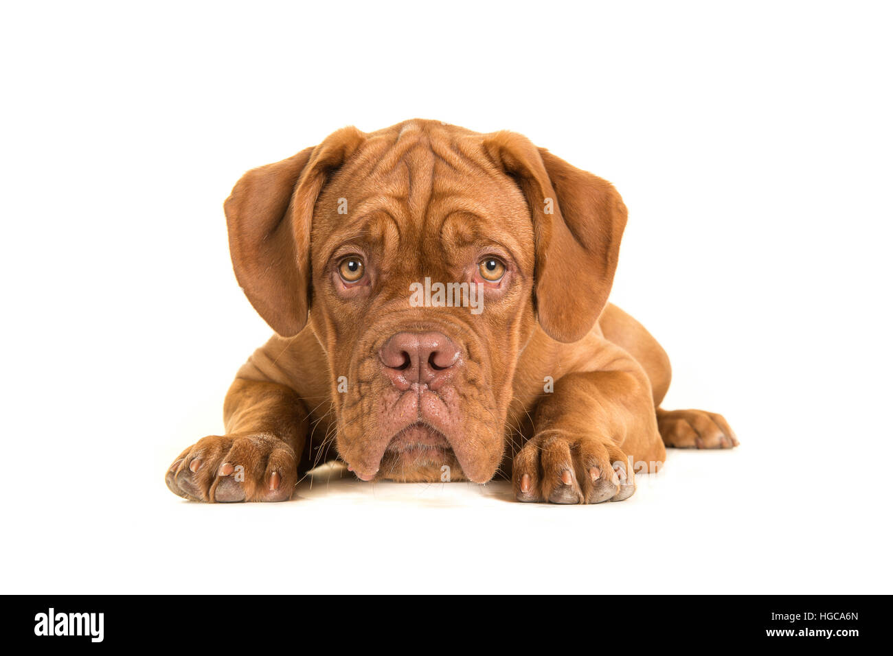 Young bordeaux dog lying on the floor looking up and facing the camera isolated on a white background seen from the front with its head on the floor Stock Photo