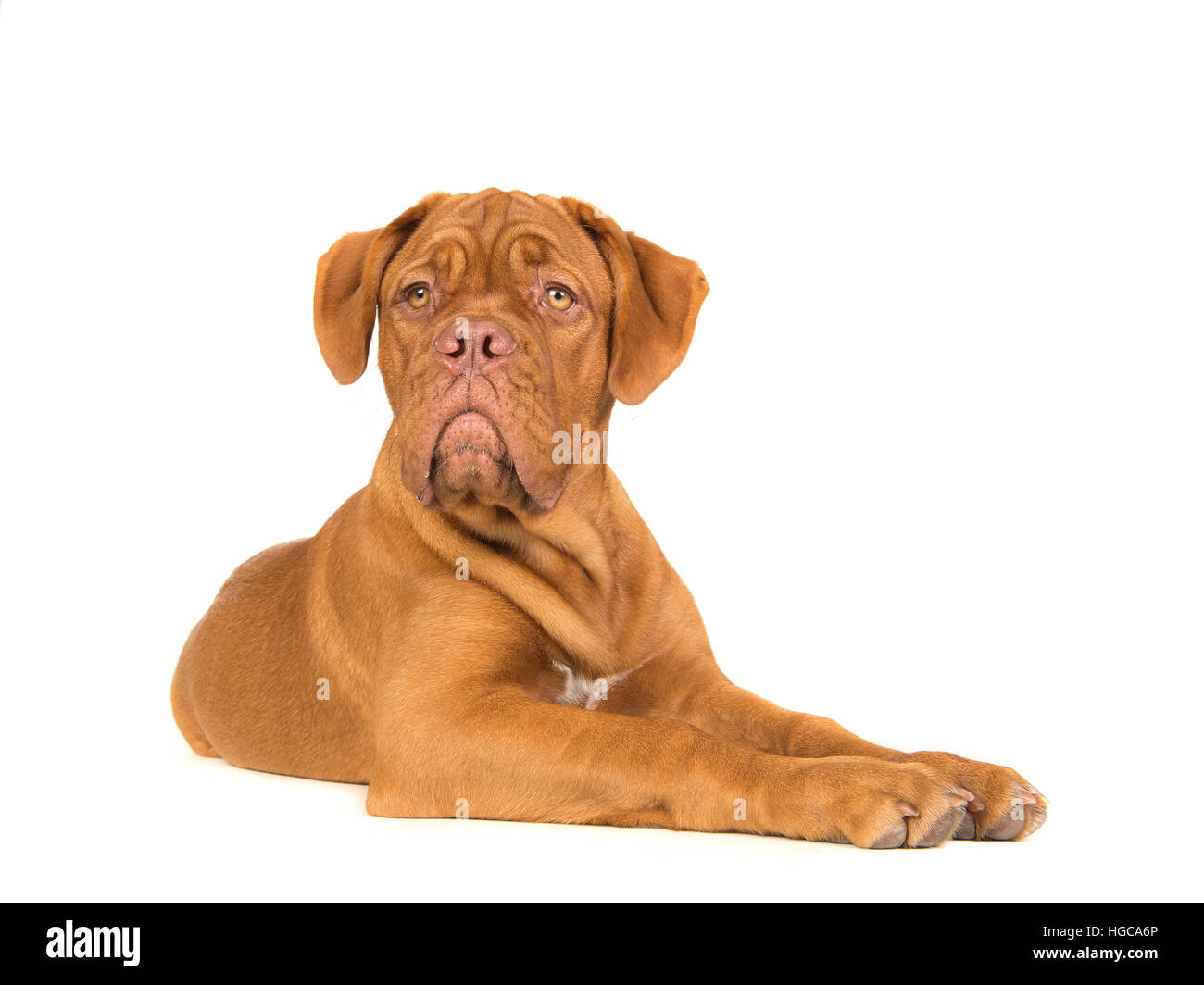 Cute dogue de bordeaux  lying down seen from the sinde looking  up isolated on a white background Stock Photo