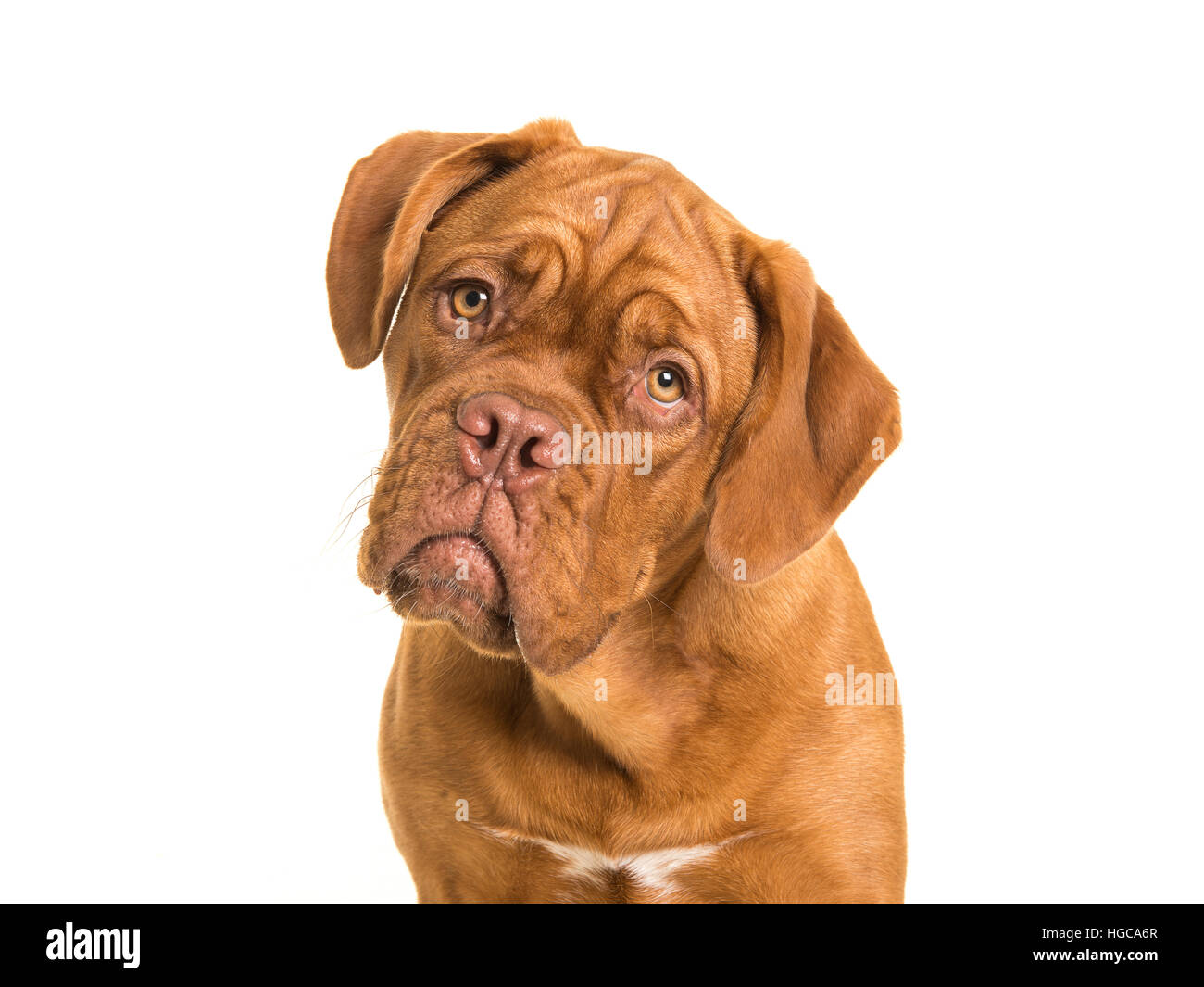 Cute bordeaux dogue portrait facing the camera on a white background Stock Photo