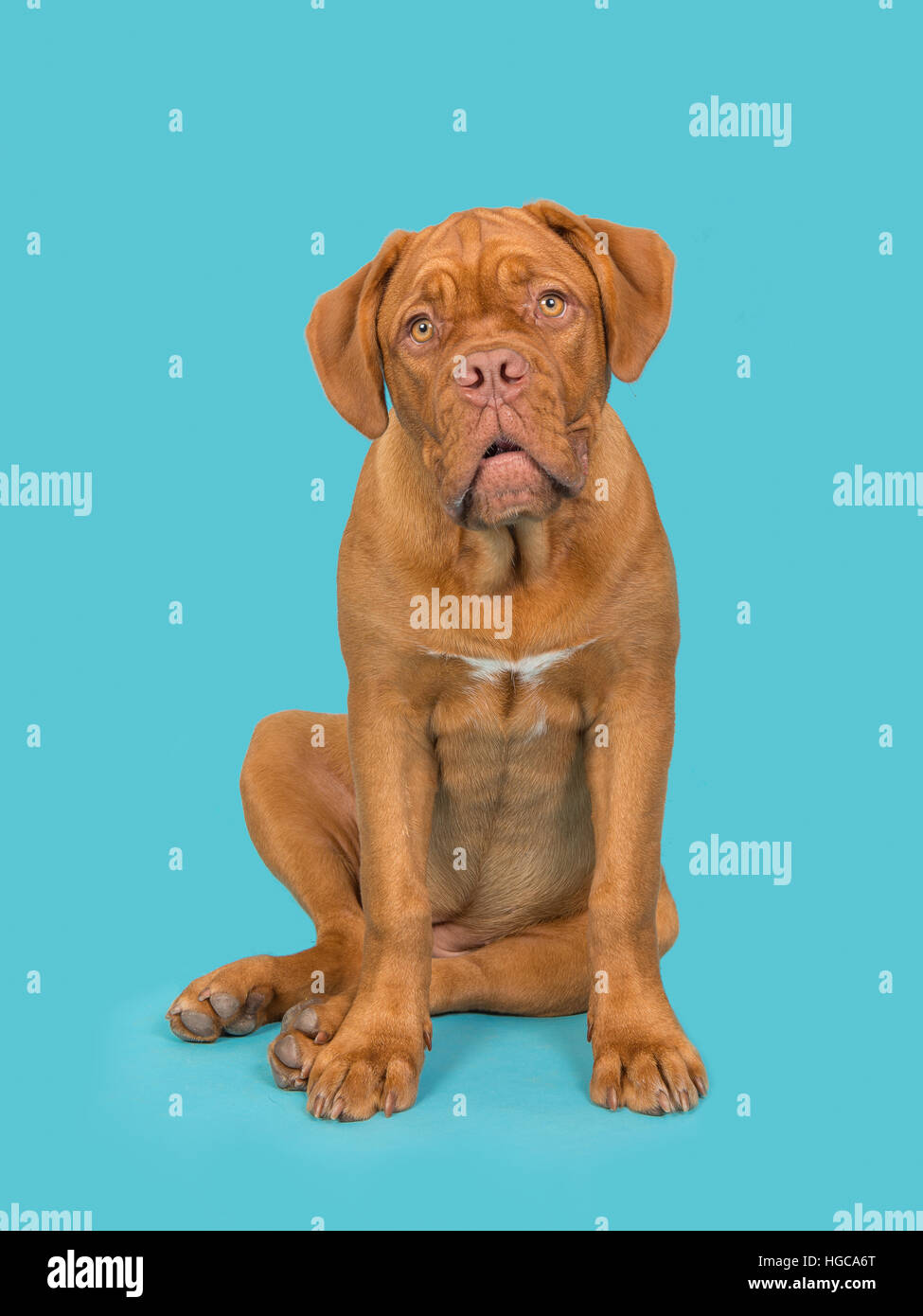 Cute sitting bordeaux dogue facing the camera on a blue background Stock Photo