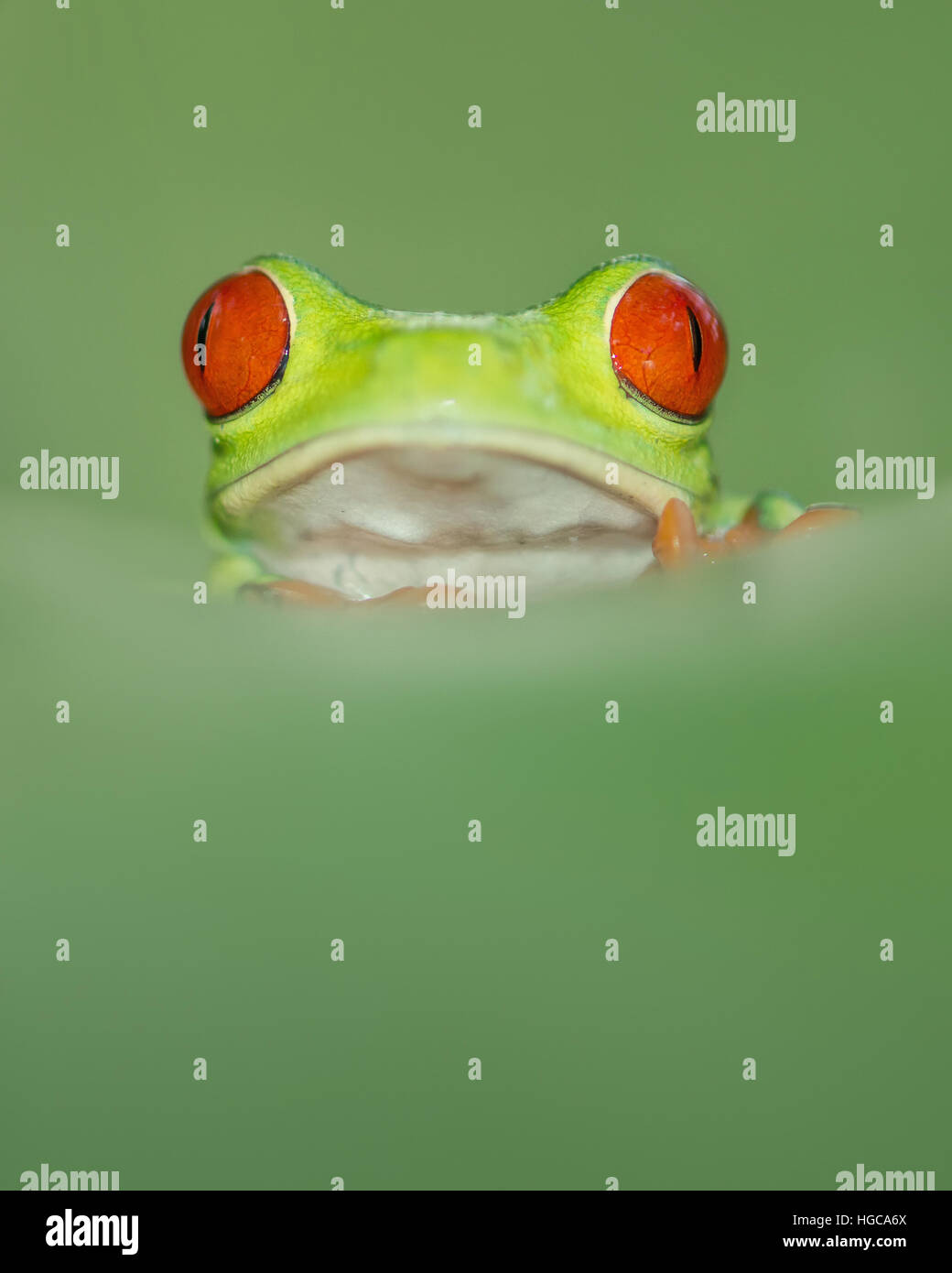 Red eye tree leaf frog with great red eyes, peaking over a leaf Stock Photo