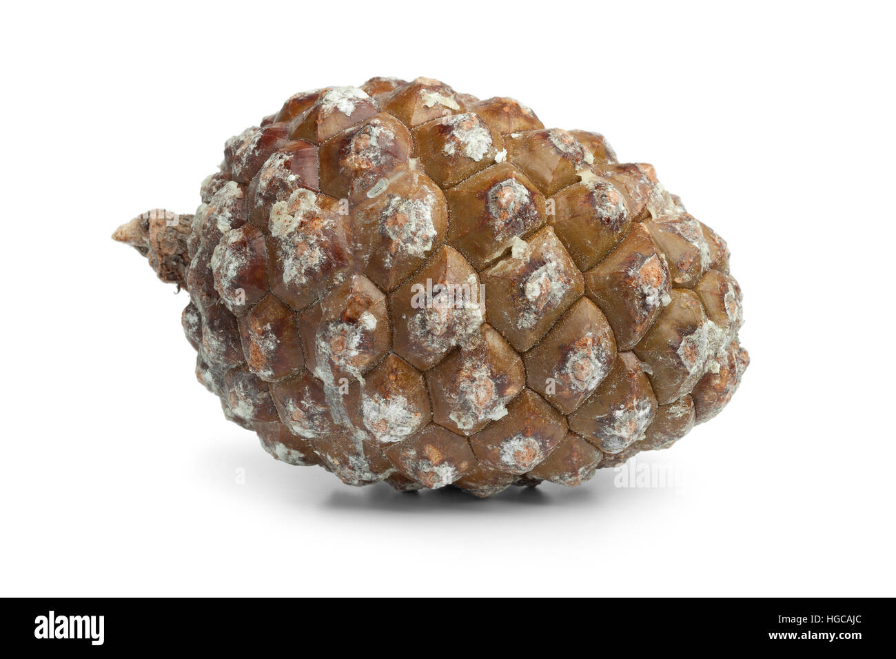 Stone pine cone, pinoli,  isolated on white background Stock Photo