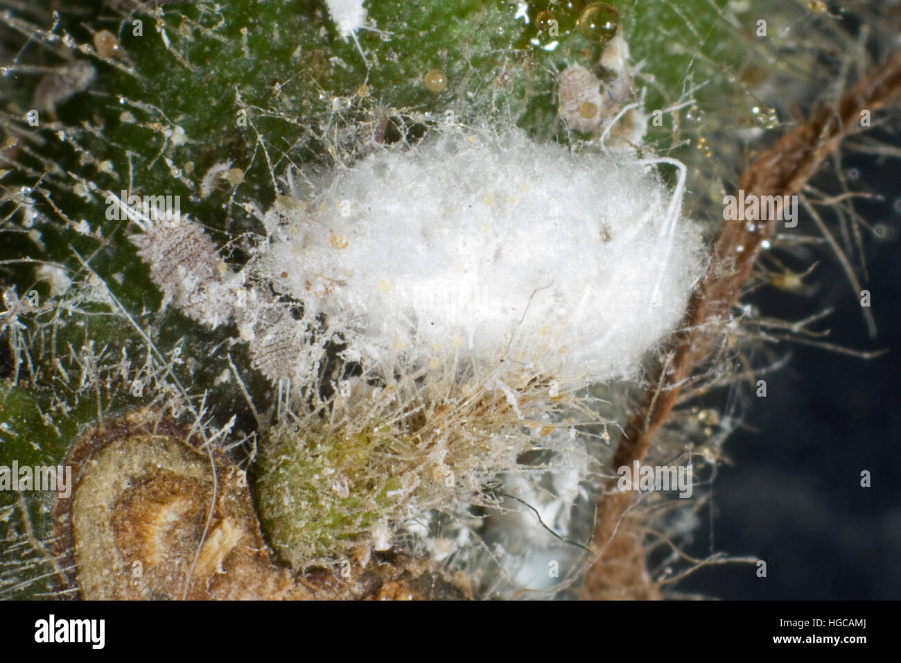 Glasshouse or tuber mealybugs, Pseudococcus viburni, waxy exudation and adults on the stem of a house plant Stock Photo