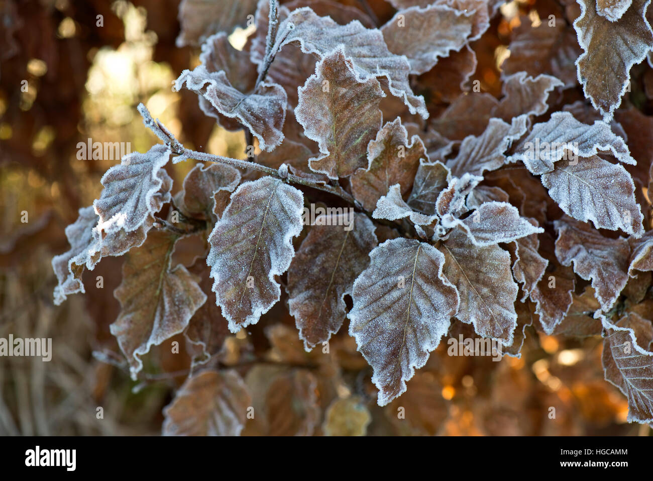 Hard frost on golden brown beech leaves on a cold winter morning in December Stock Photo