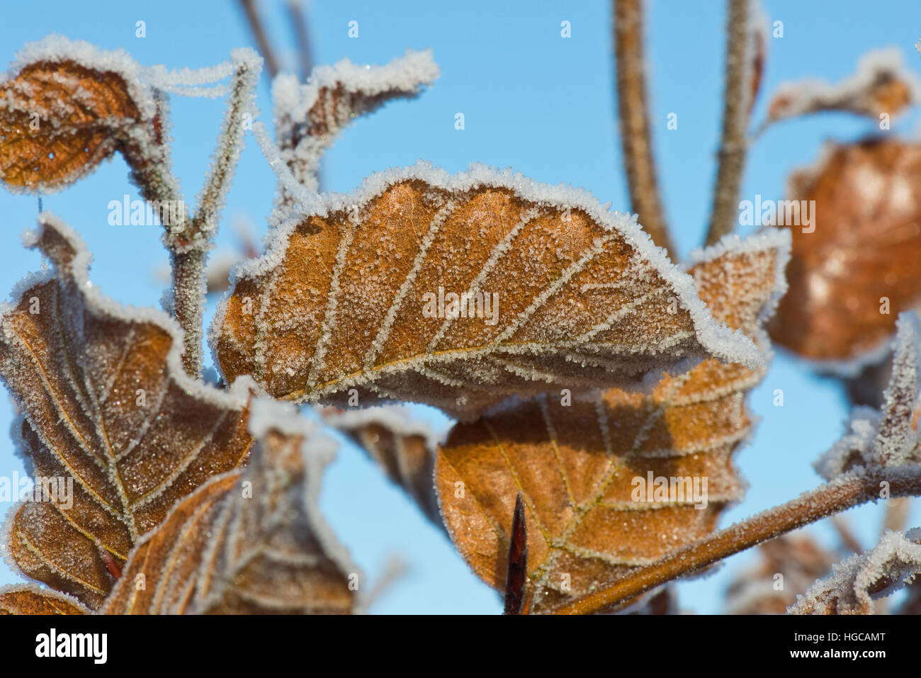 Hard frost on golden brown beech leaves against a blue sky on a cold winter morning in December Stock Photo