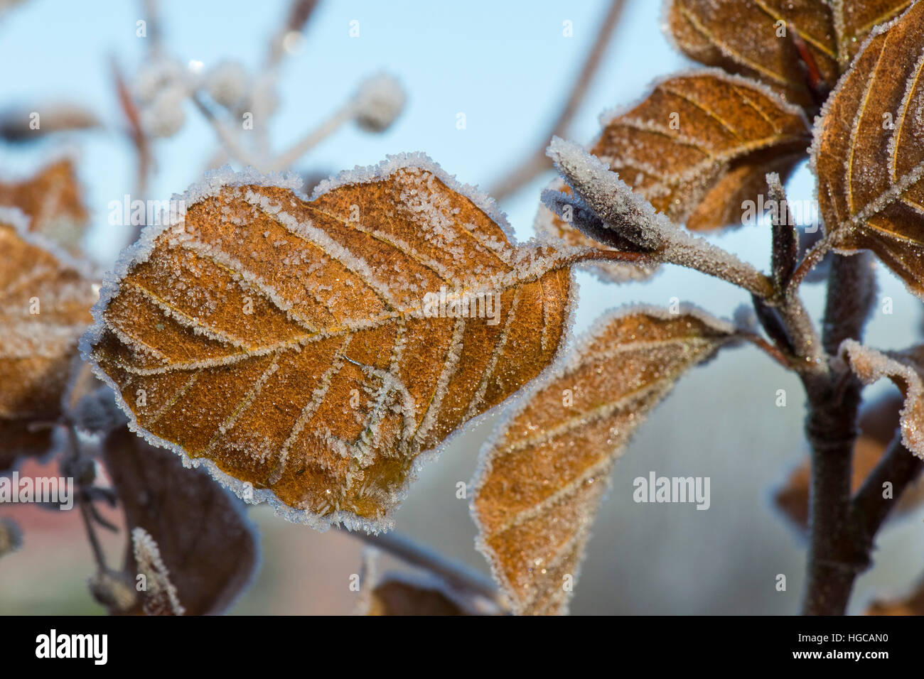Hard frost on golden brown beech leaves on a cold winter morning in December Stock Photo