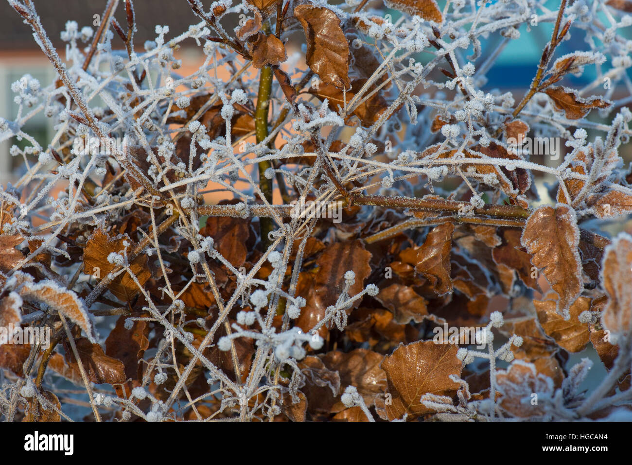 Hard frost on golden brown beech leaves and cleavers seeds on a cold winter morning in December Stock Photo