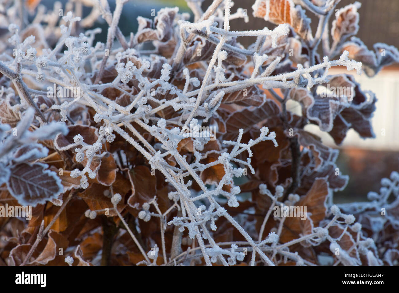 Hard frost on golden brown beech leaves and cleavers seeds on a cold winter morning in December Stock Photo