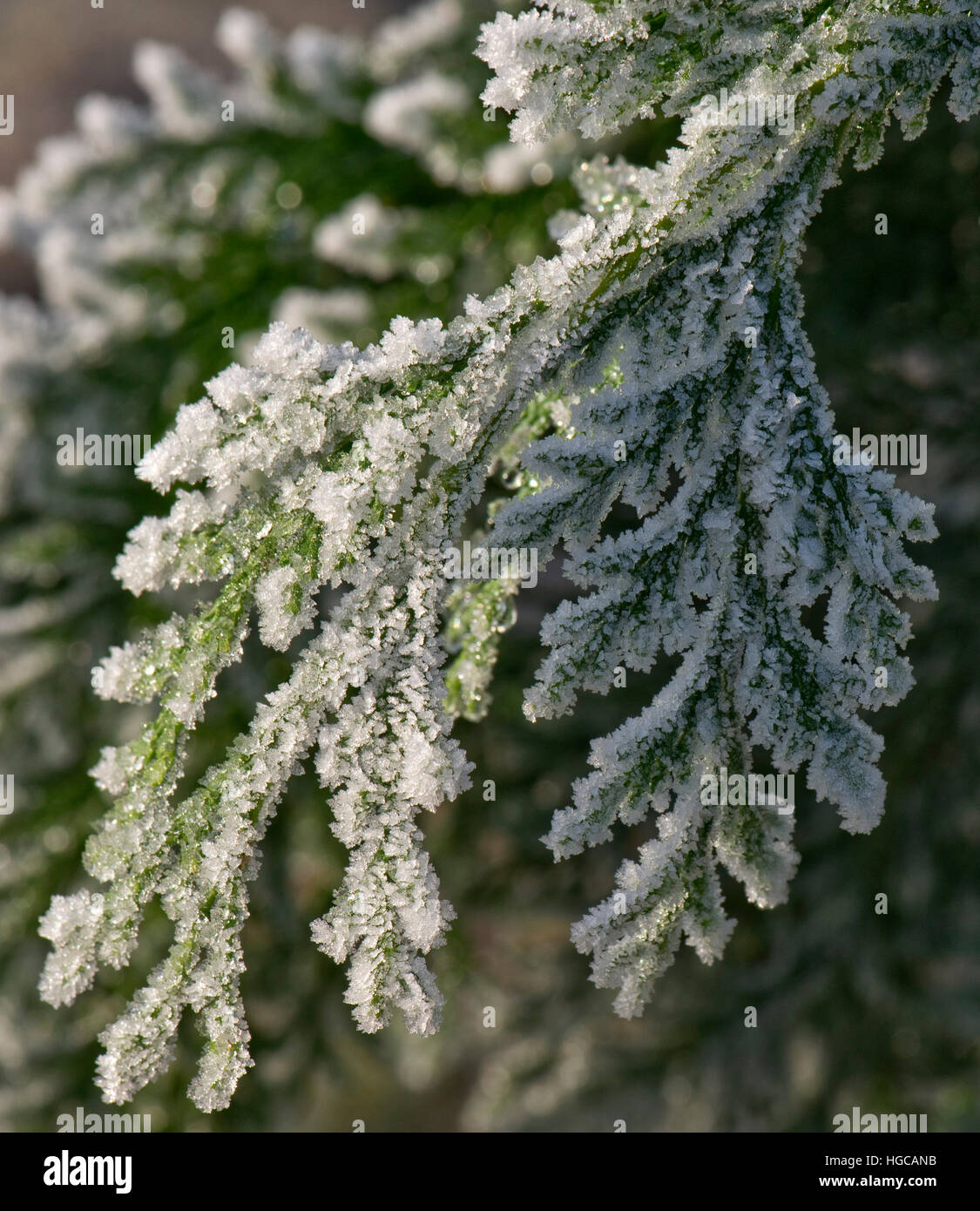 Hoar frost on the foliage of a Lawson's cypress on a cold winter morning in December Stock Photo
