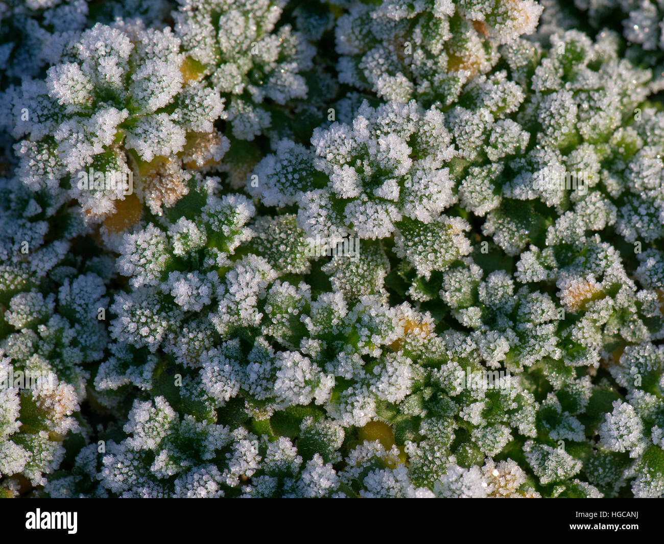 Hard frost on aubrietia, Aubreta,  leaves  on a cold winter morning in December Stock Photo