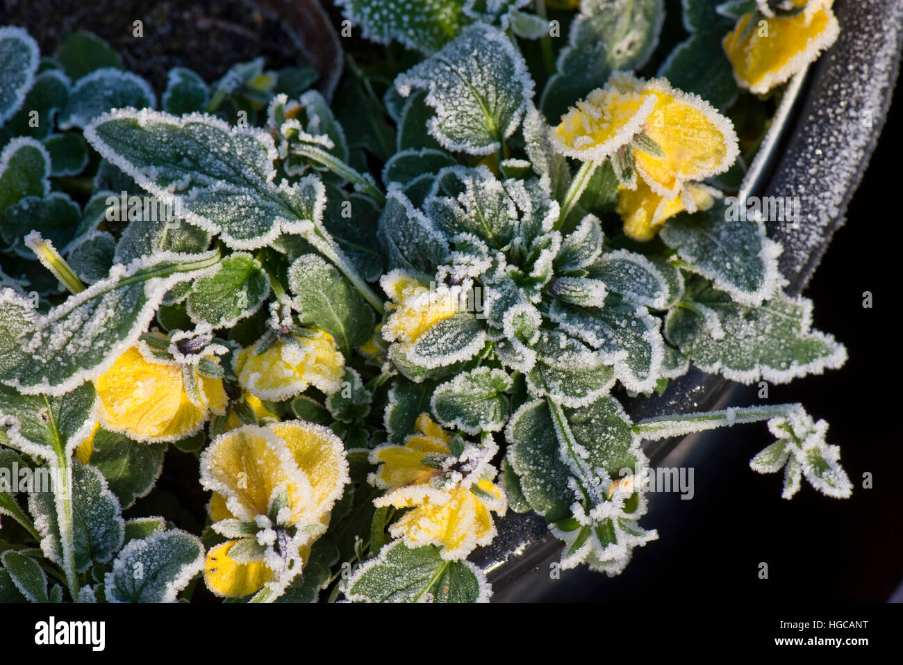 Hard frost on pansy, Viola sp., leaves and yellow flowers on a cold