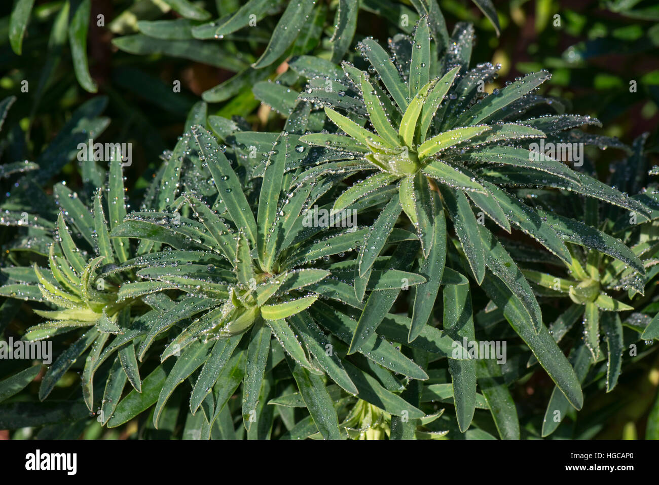 Droplets of melted frost on spurge, Euphorbia characias 'Black Pearl',  leaves  on a cold winter morning in December Stock Photo