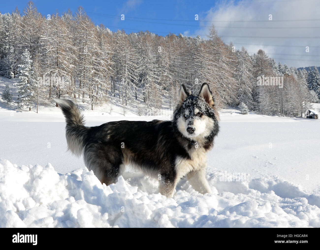 Siberian Husky enjoying the winter, face covered with snow in Tyrol, Austria Stock Photo