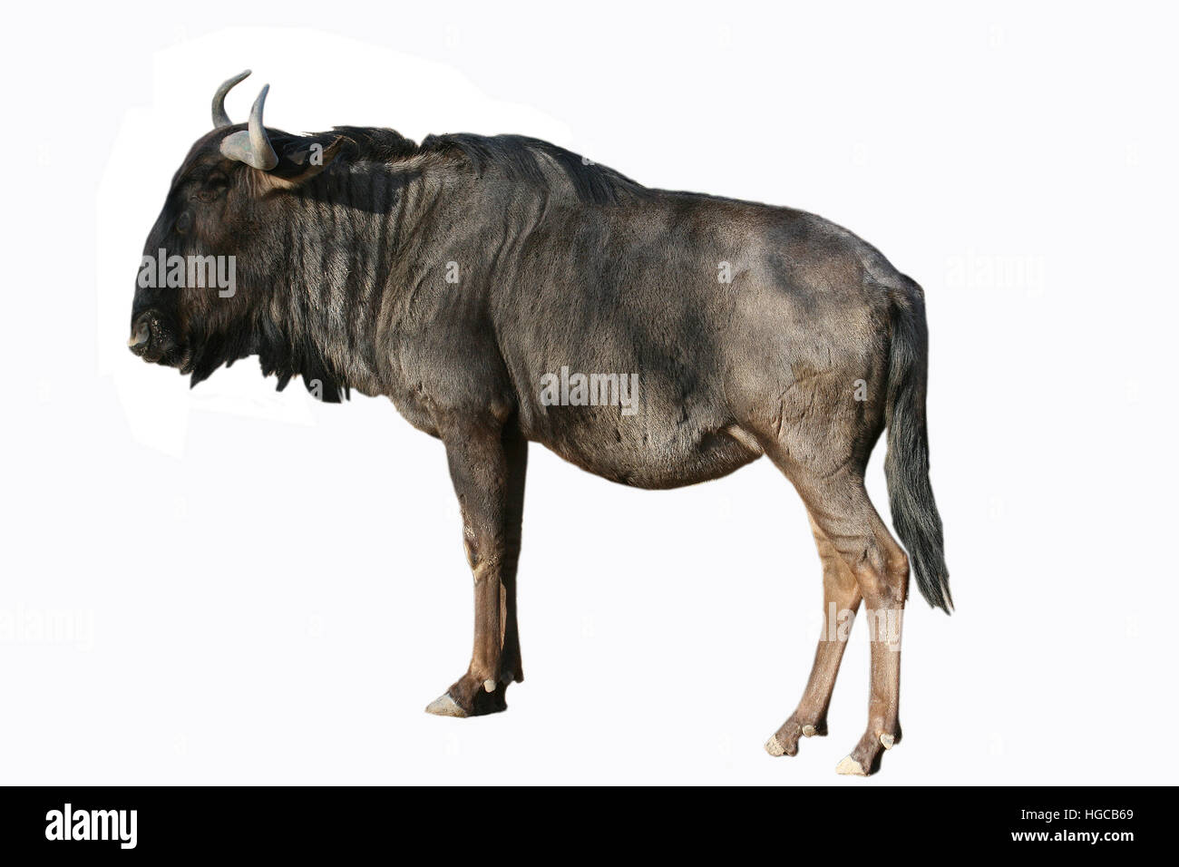 Blue wildebeest (Connochaetes taurinus) Stock Photo