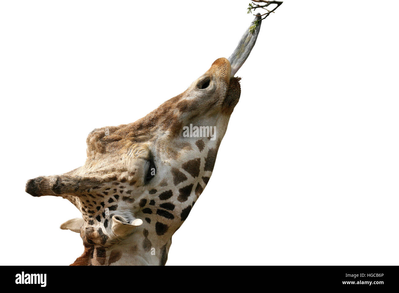 Giraffe (Giraffa camelopardalis) eating Stock Photo