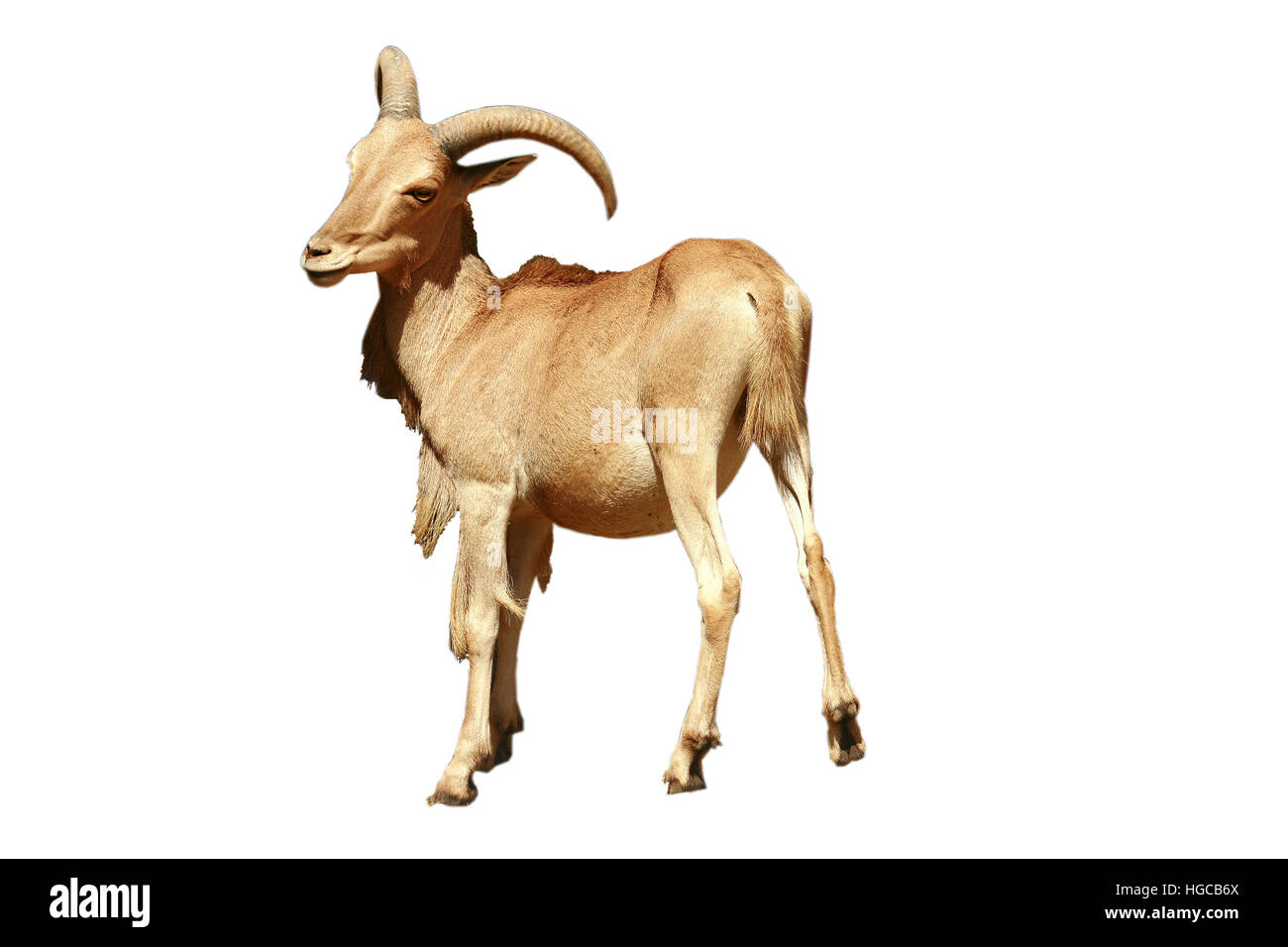 Barbary Sheep ,Ammotragus lervia. Stock Photo