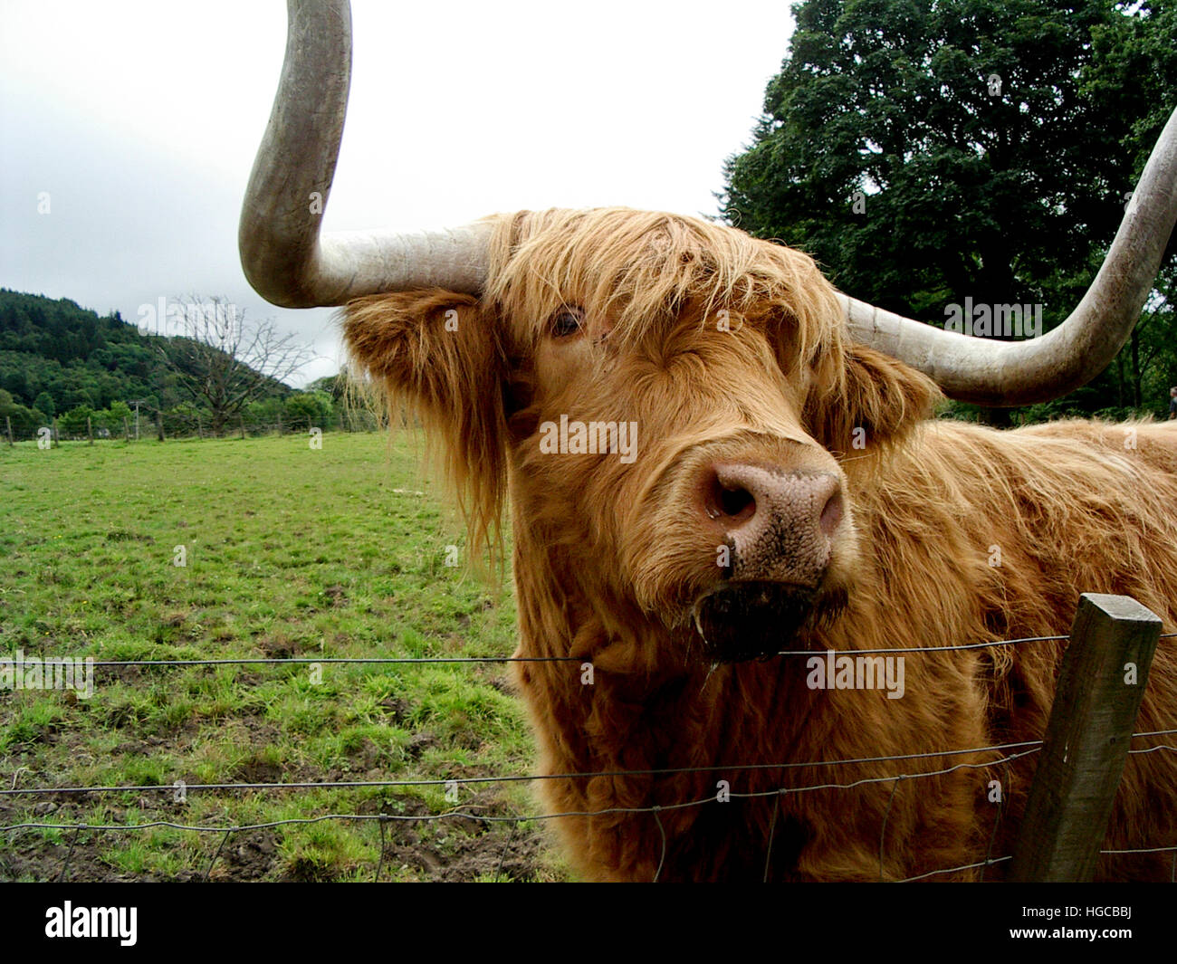 Ox mountains hi-res stock photography and images - Alamy
