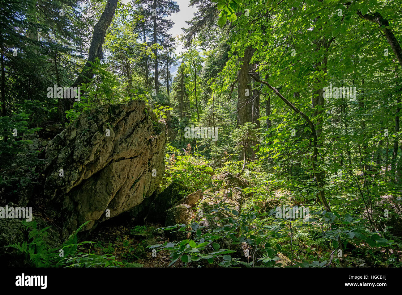 Sunlight in a green forest on summer day Stock Photo - Alamy