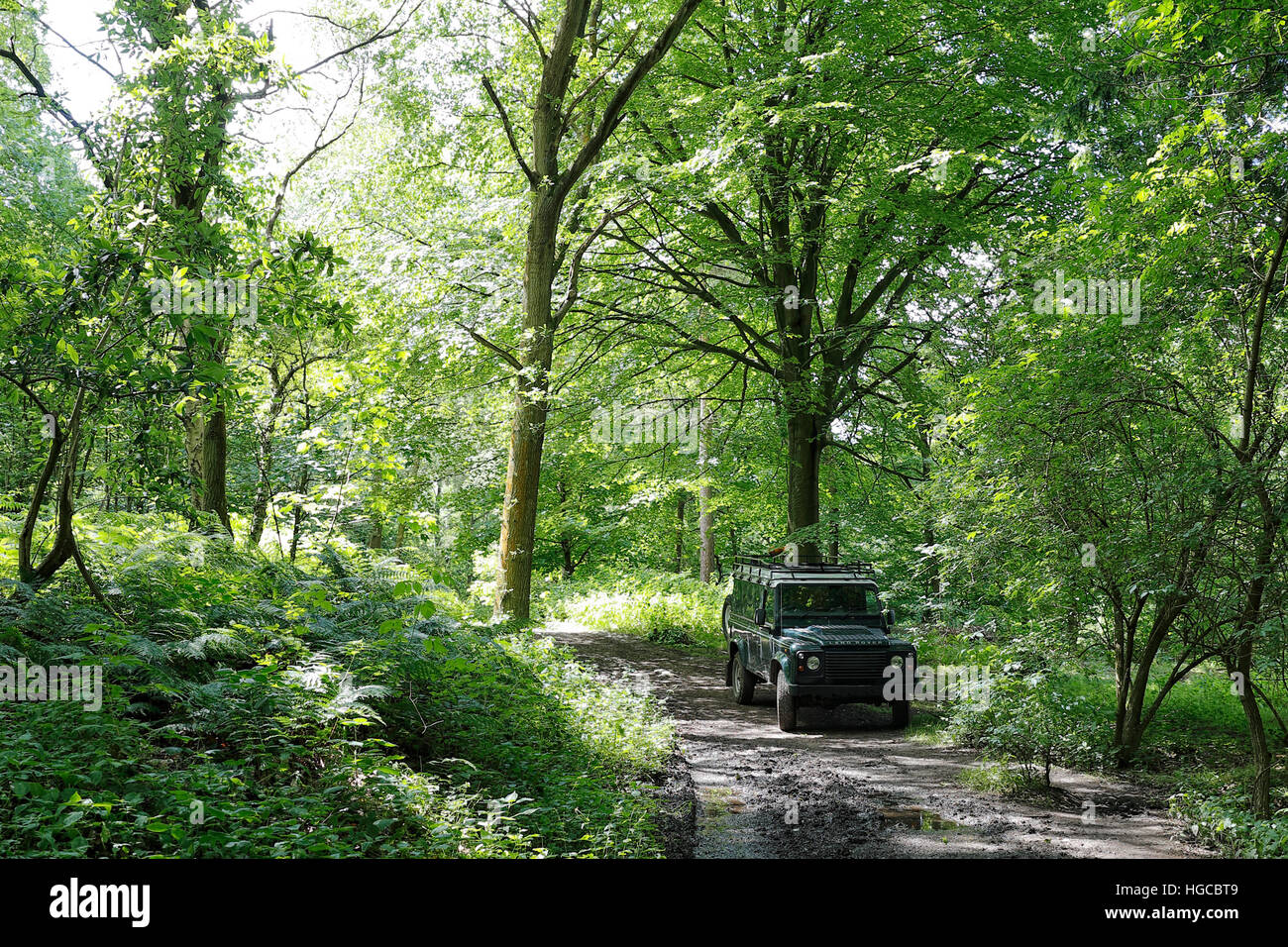 Land Rover parked on a forest track. Stock Photo