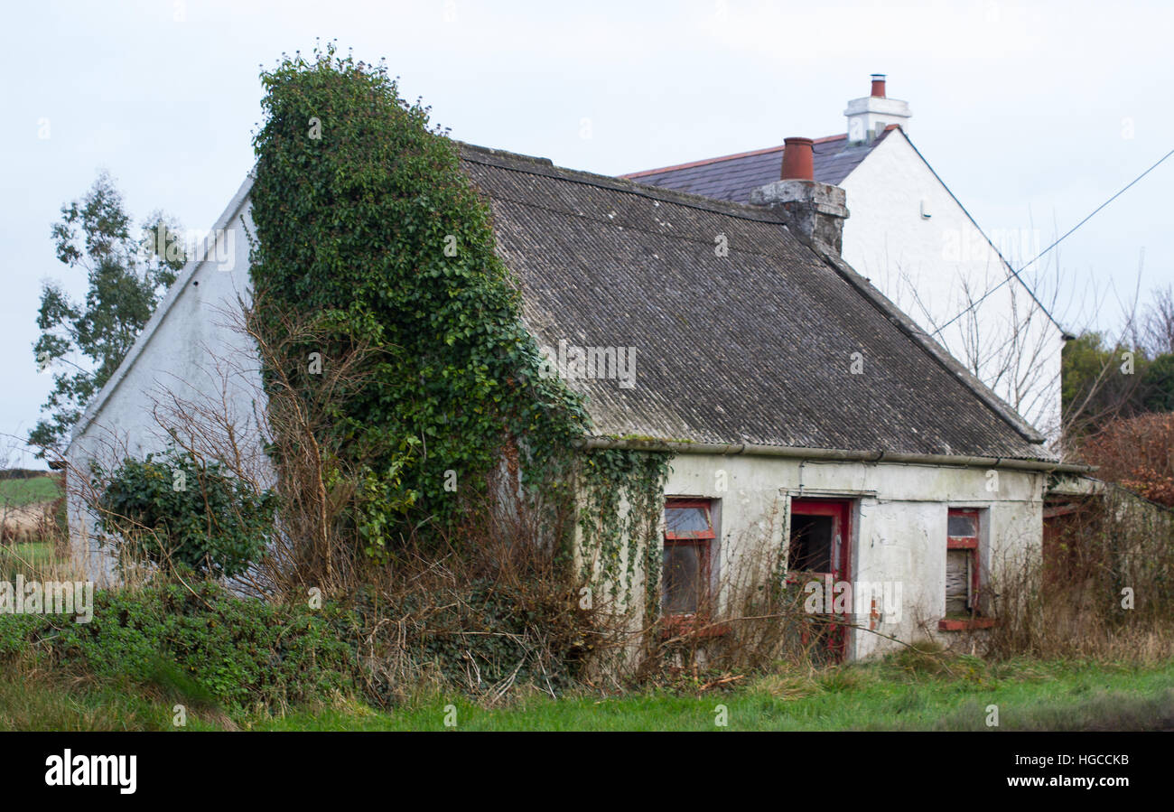 Derelict traditional Irish stone built farm cottage with an corrugated asbestos cement roof and overgrown with weeds and ivy Stock Photo