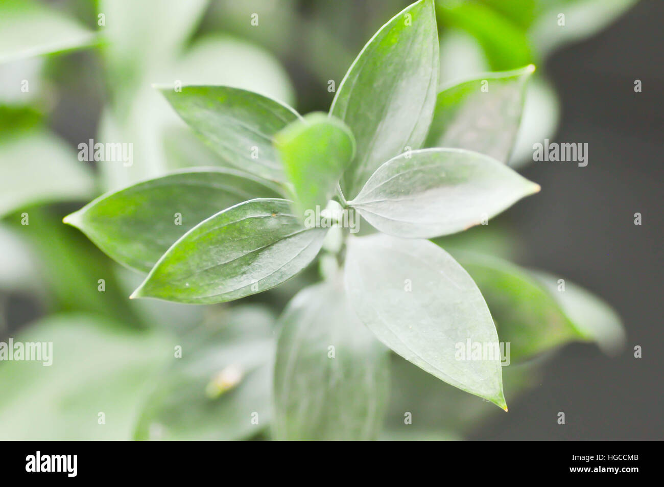 Israeli Ruscus Green leaves Stock Photo - Alamy