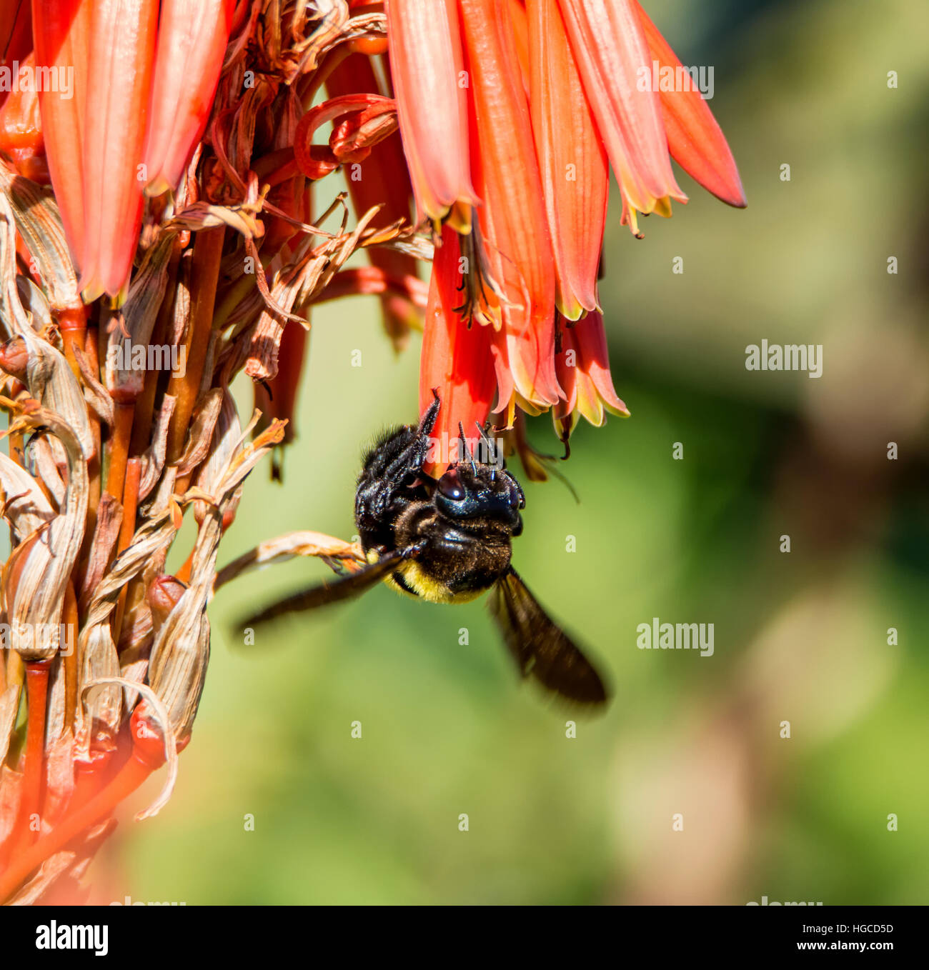 A female carpenter Bee collecting nectar from red aloe flowers in