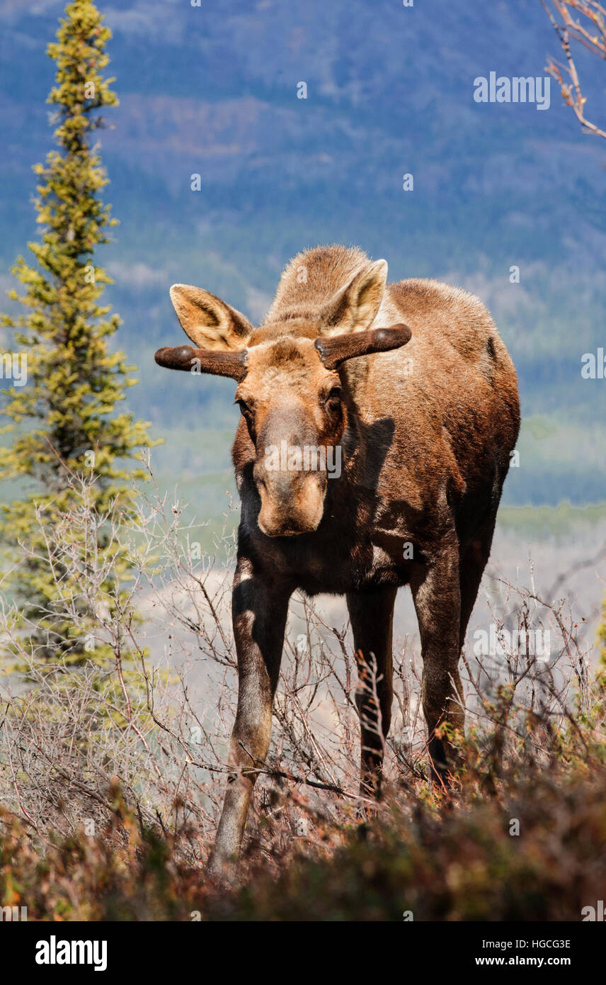 spring moose sounds