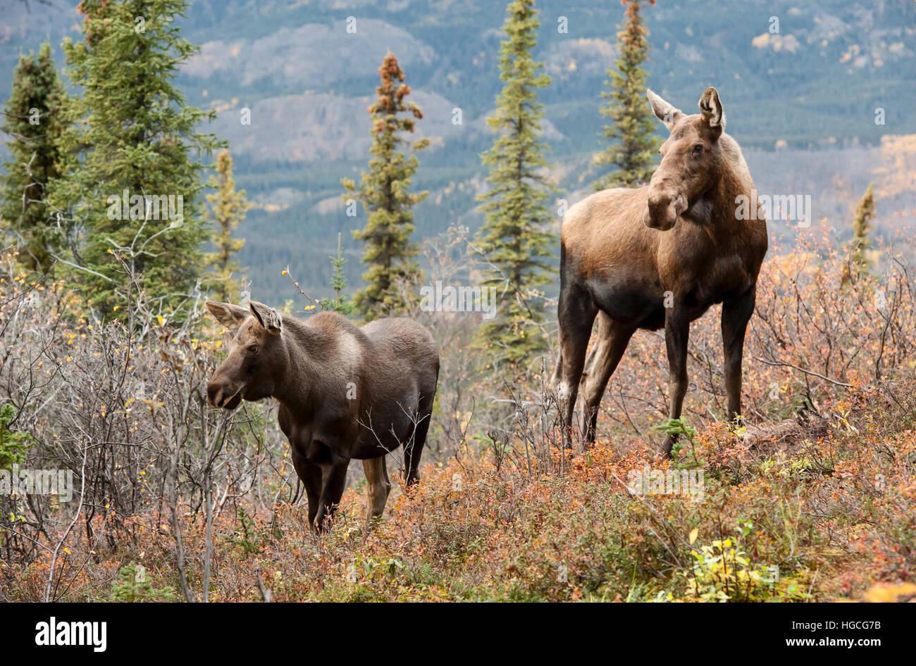 Cow and calf moose, autumn Alaska Stock Photo Alamy