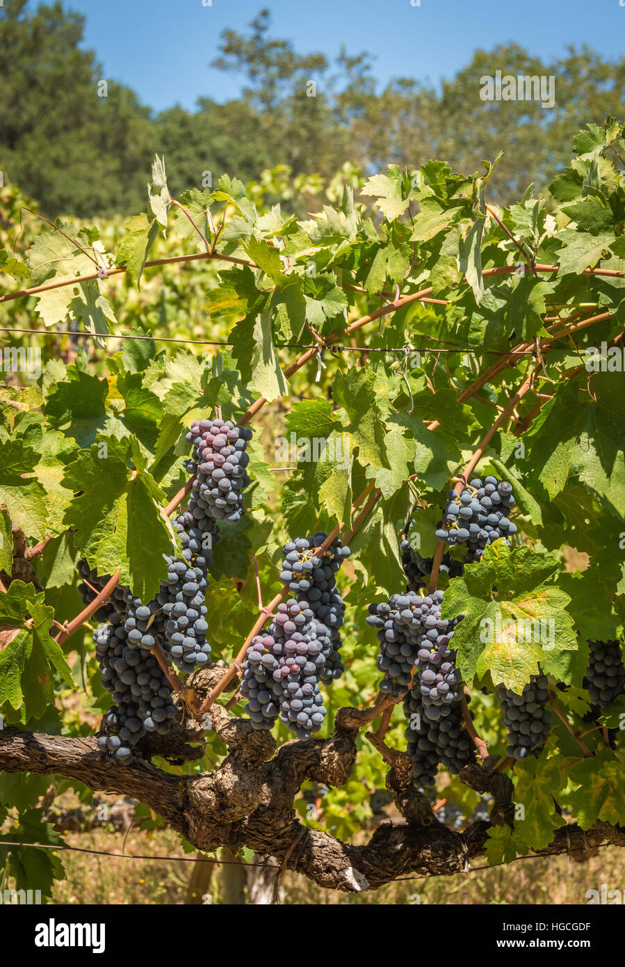 Bunches of Sauvignon grapes growing in a vineyard in Napa Valley, California Stock