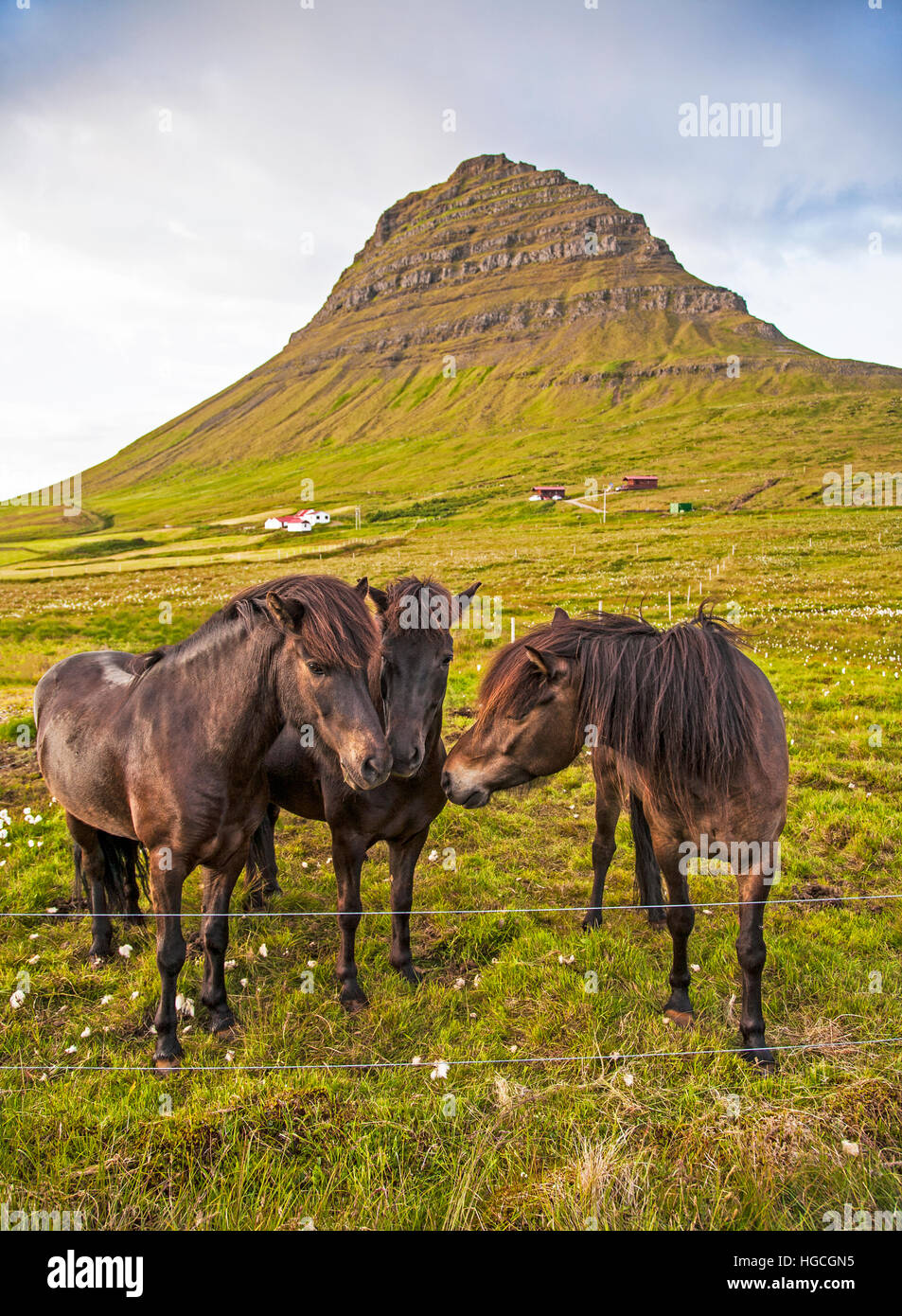 Icelandic Horses in a pasture with Kirkjufell Mountain in the background, Snaefellsnes, Iceland, summer, Europe, Iceland mountains, pt summer Island Stock Photo