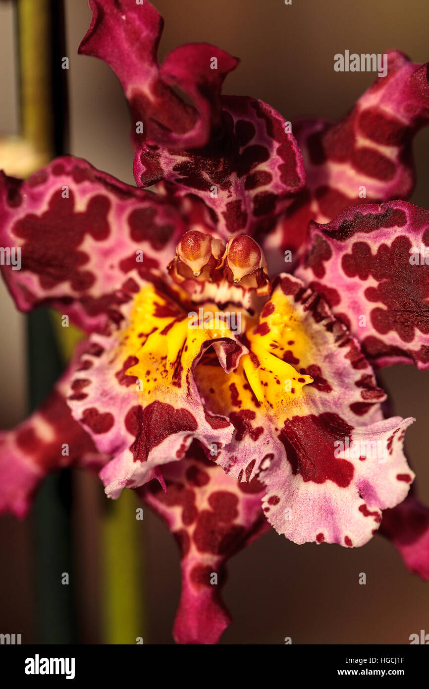 Pink spotted Cattleya orchid flower morph with two stamens blooms in Hawaii in the winter. Stock Photo