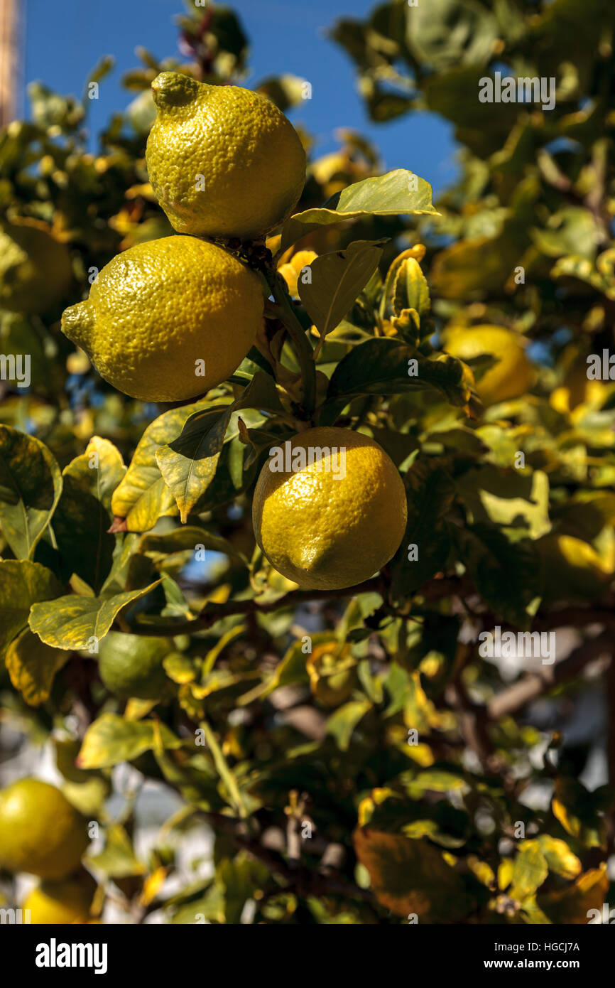Lemons ripen on a lemon tree in an orchard in summer in Southern