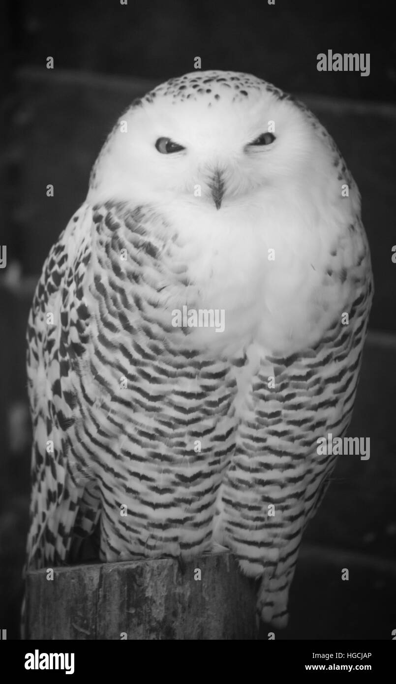 White owl Stock Photo