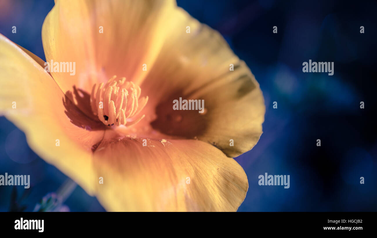 Yellow flower texture hi-res stock photography and images - Alamy