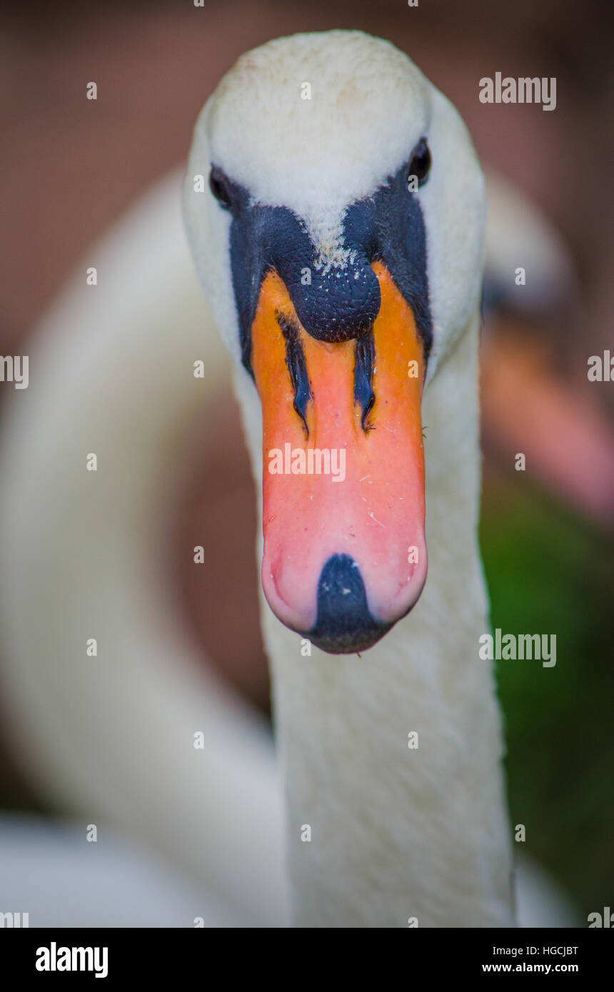 White swan face Stock Photo