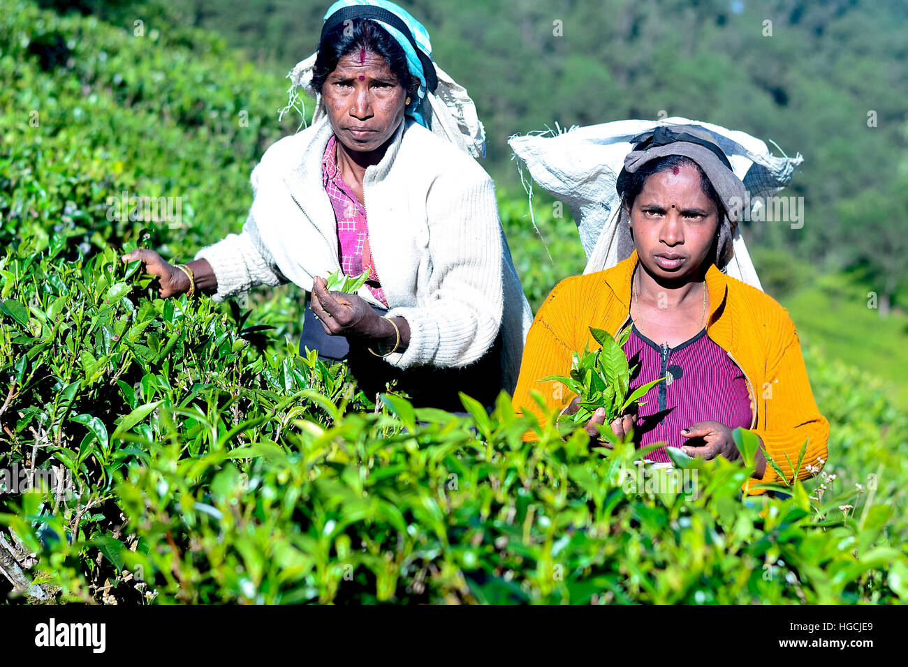 Tamil woman from Sri Lanka breaks tea leaves Stock Photo Alamy