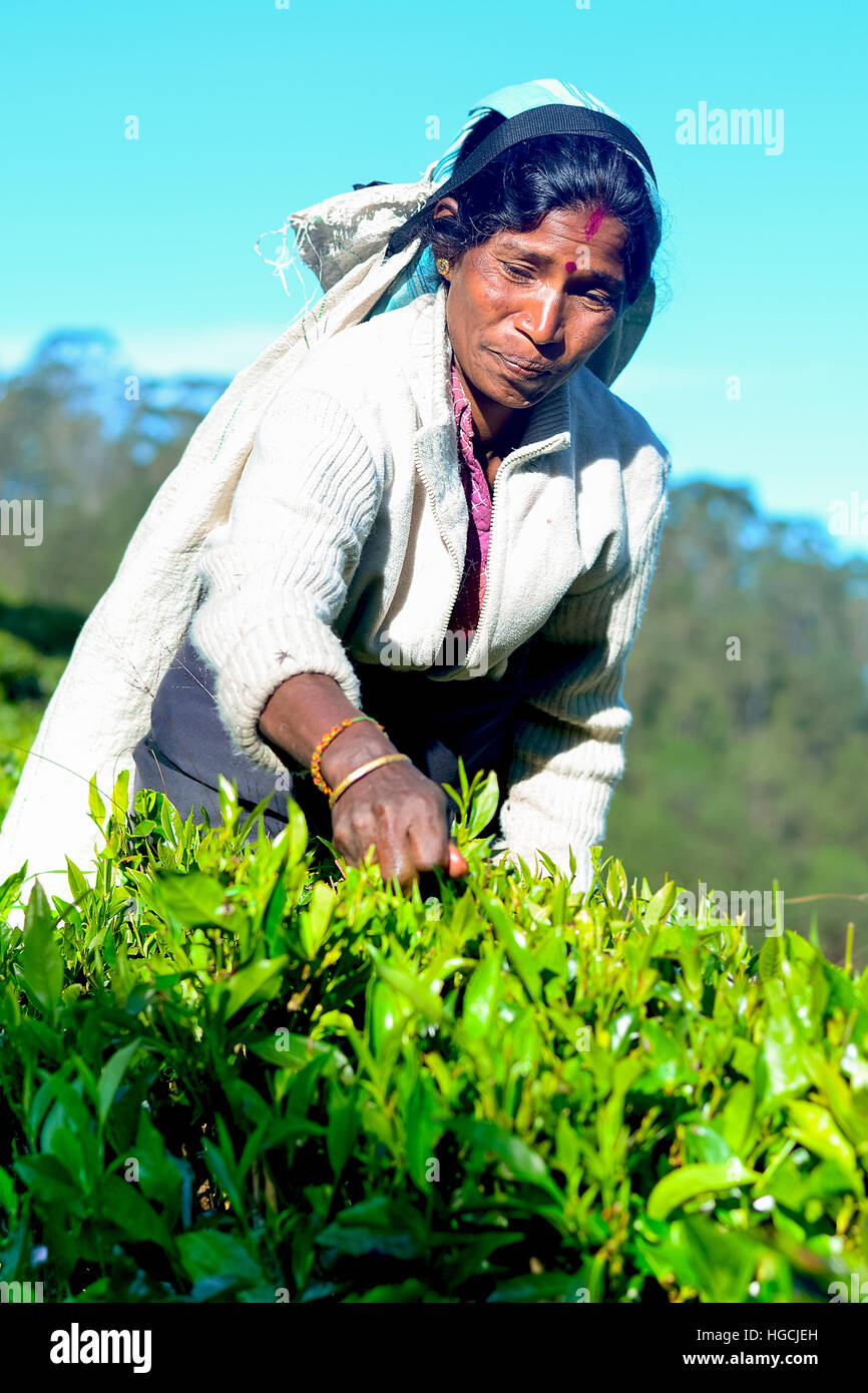 Tamil woman from Sri Lanka breaks tea leaves Stock Photo Alamy